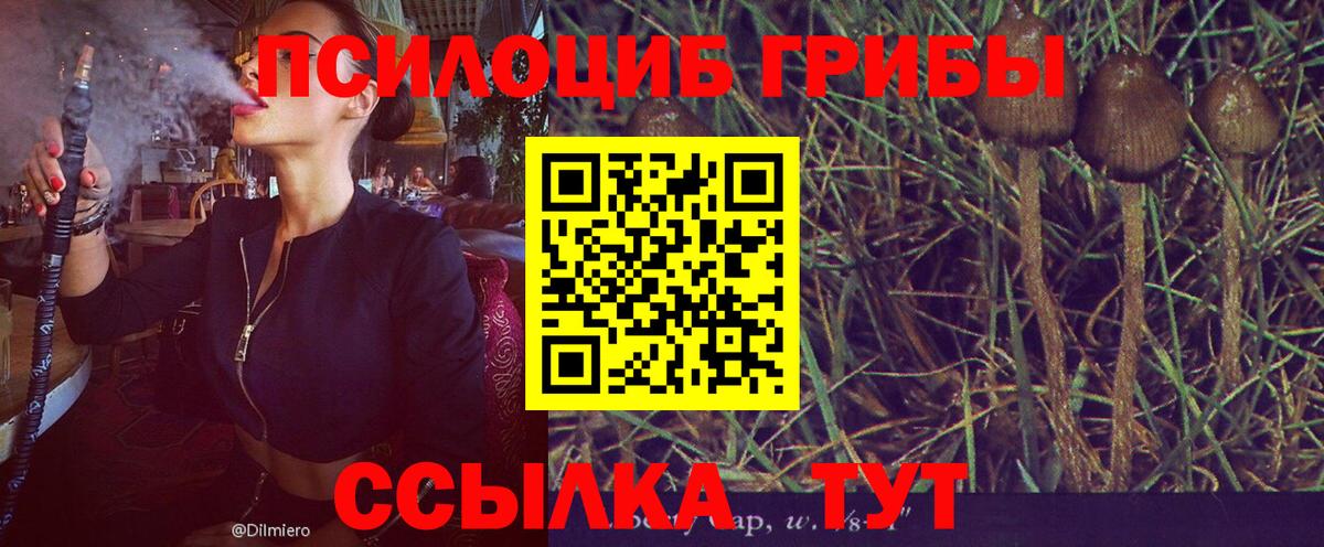 Галлюциногенные грибы Psilocybine cubensis Звенигород